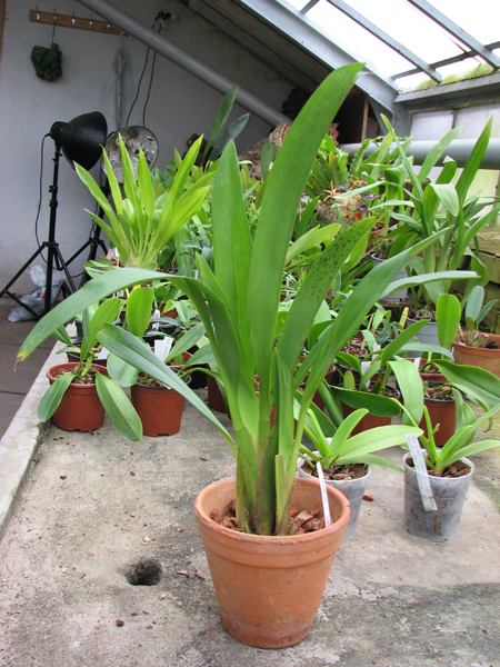 Maxillaria fractiflexa.jpg