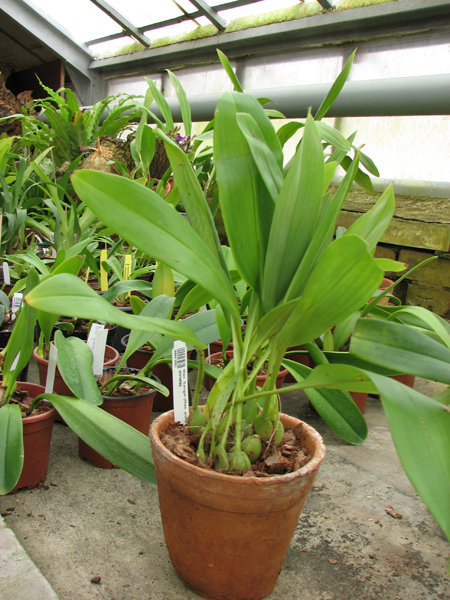 Maxillaria Sangai (Maxillaria Pulla x Maxillaria Striata).jpg