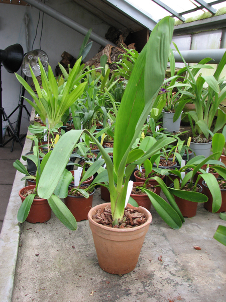 Maxillaria striata.jpg