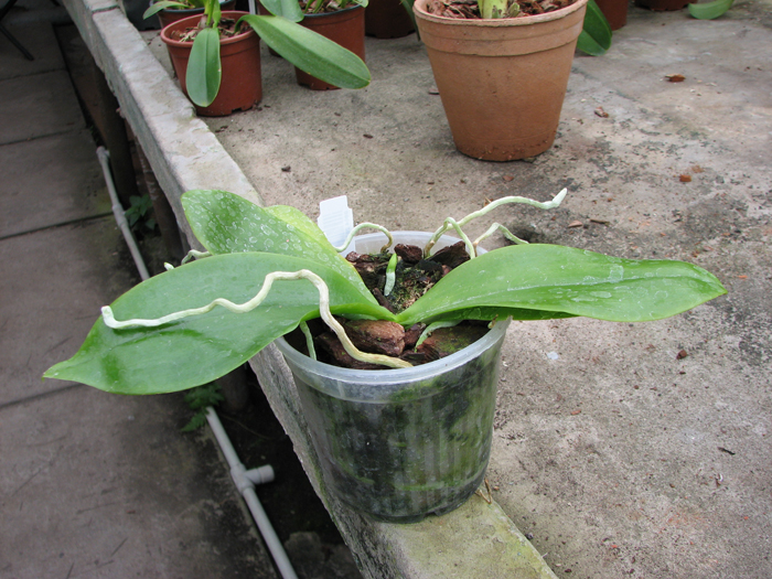 Phalaenopsis tetraspis alba.jpg