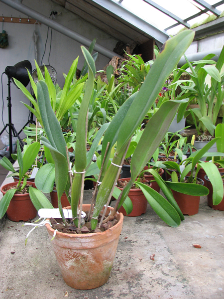 Brassolaeliocattleya Triumphal Coronation 'Seto' (Laeliocattleya Drumbeat x Brassolaeliocattleya Pamela Hetherington).jpg