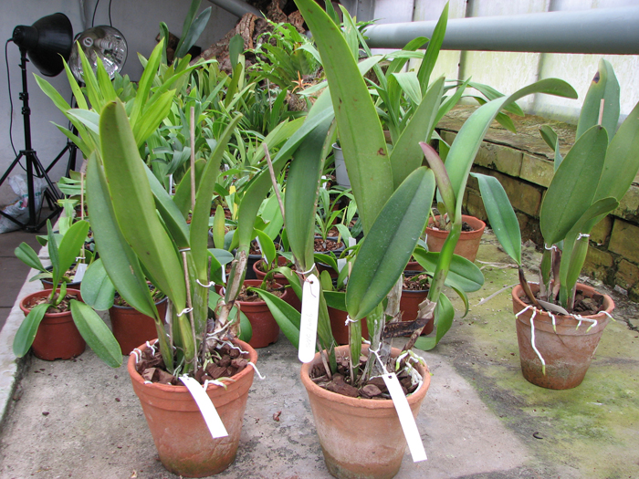 Brassolaeliocattleya Pamela Hetherington.JPG