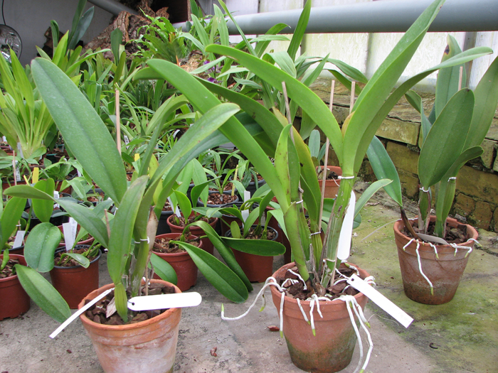 Brassolaeliocattleya Chinese Beauty 'Fire Phoenix'.jpg