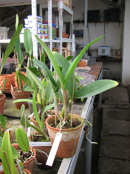 Brassolaeliocattleya Village Chief North 'Green Genuie' plant.jpg