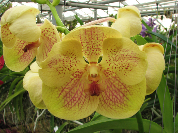 Ascocenda Jiraprabha x Vanda Chalie Clark x Ascocenda Krailerk White.jpg