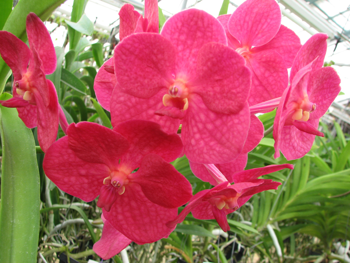 Ascocenda Krailerk x Vanda Wirat x Ascocenda Vilas.jpg