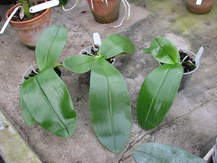 Phalaenopsis gigantea x hieroglyphica dark.jpg