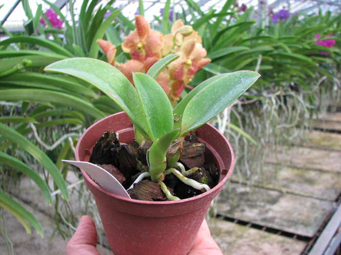 Laelia alaori x praestans.jpg