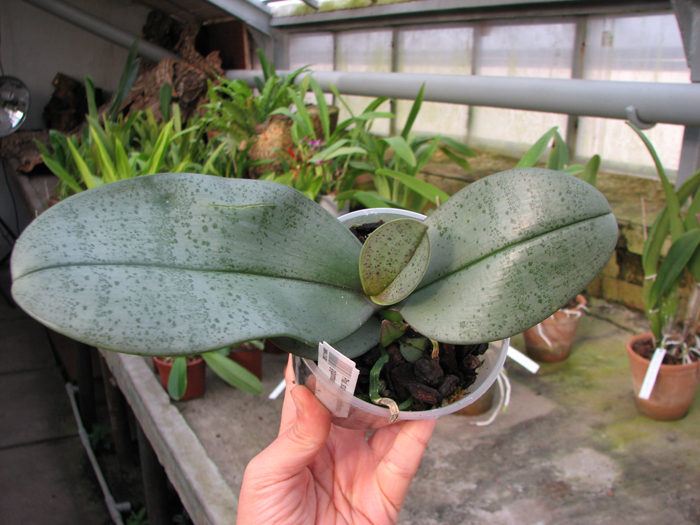 Phalaenopsis stuartiana puntatissima x gigantea.jpg