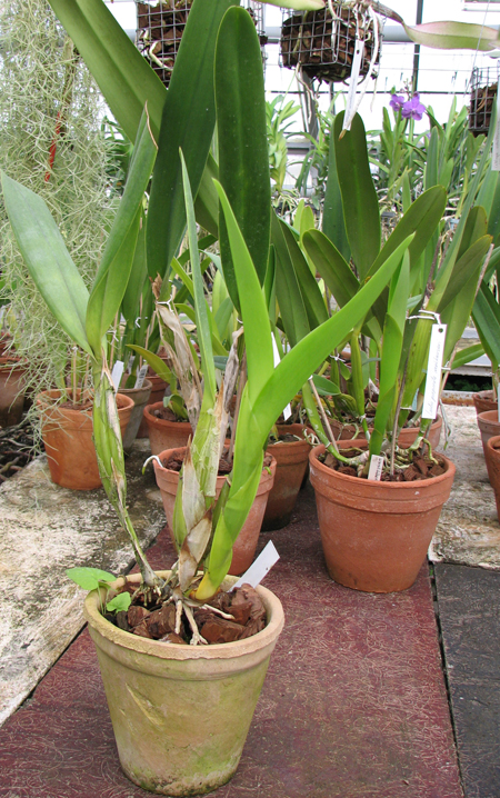 Schomburgkia crispa.jpg