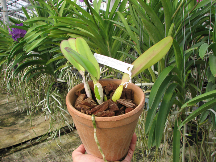Cattleya labiata rubra integra-orlata-pincelada x Laelia pumila 'Ruby Queen'.jpg