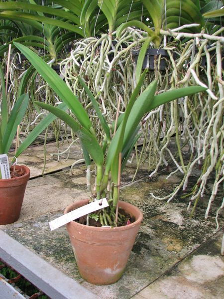 Brassocattleya Little Mermaid 'Janet'.jpg
