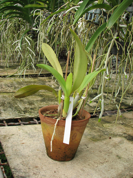Laeliocattleya Cornelia coerulea.jpg