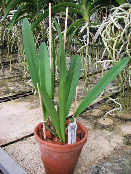 Brassocattleya Saint Andre (Cattleya dowiana aurea x Brassavola nodosa).jpg