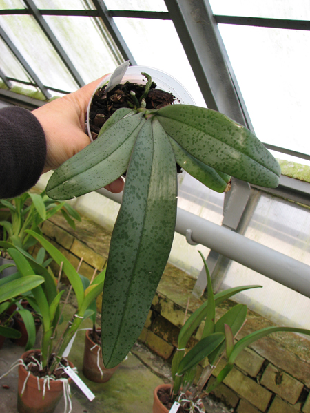 Phalaenopsis gigantea x lindenii.jpg