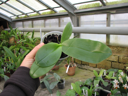 Phal violacea 'Blue Malaysia' x gigantea.jpg