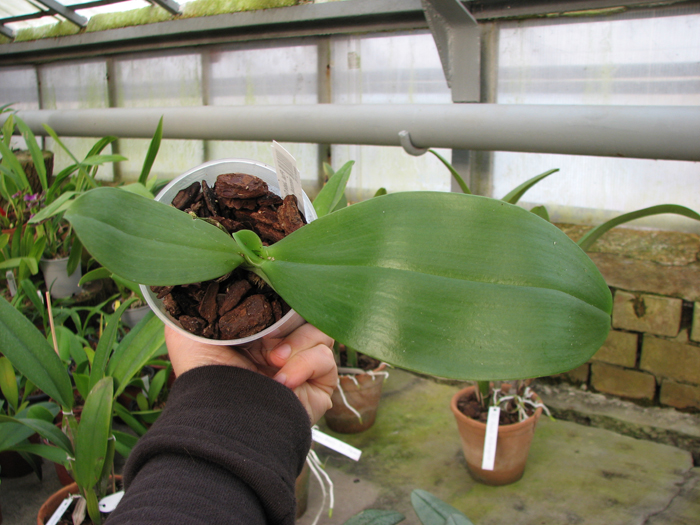 Phalaenopsis Jade Gold (gigantea x venosa 'Red').jpg