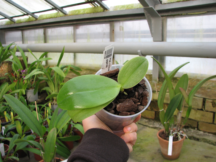 Phalaenopsis violacea sumatra x gigantea.jpg
