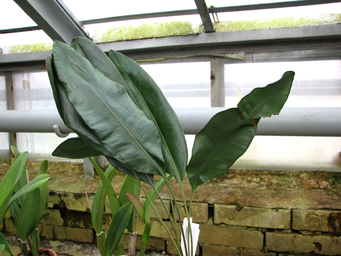 Elaphoglossum metallicum.jpg