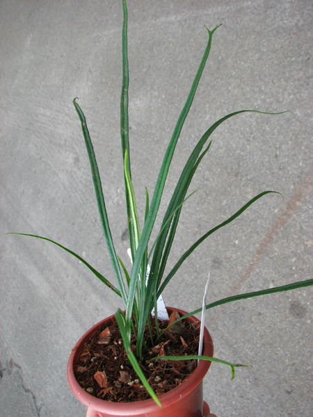 Elaphoglossum lanceolatum.jpg