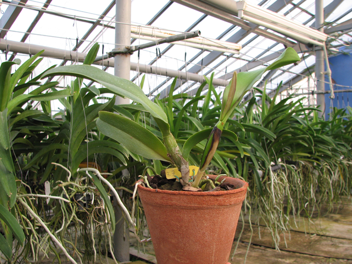 Brassolaeliocattleya Haadyai Delight 'Bangprom Gold'.jpg