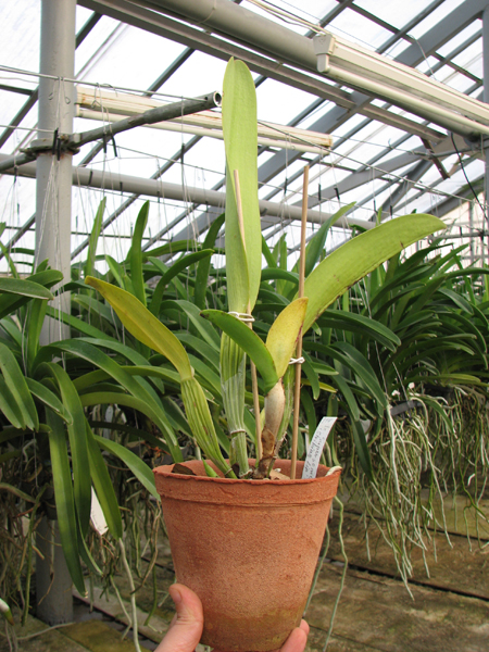 Laeliocattleya Supersonic 'Striking Lip'.jpg