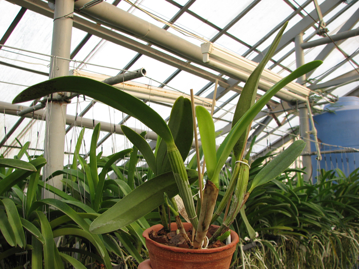 Laeliocattleya White Spark 'Panda' (Shellie Compton x Moscombe).jpg