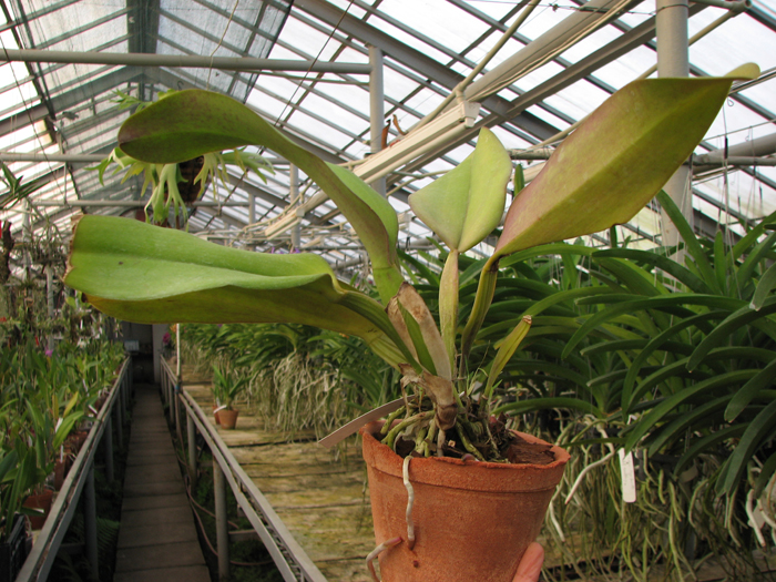 Laeliocattleya Redglen 'Eureka' (Buccaneer x George Cutler).jpg