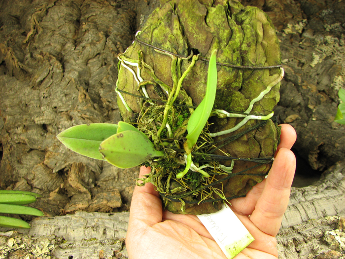 Trichocentrum albococcineum.jpg