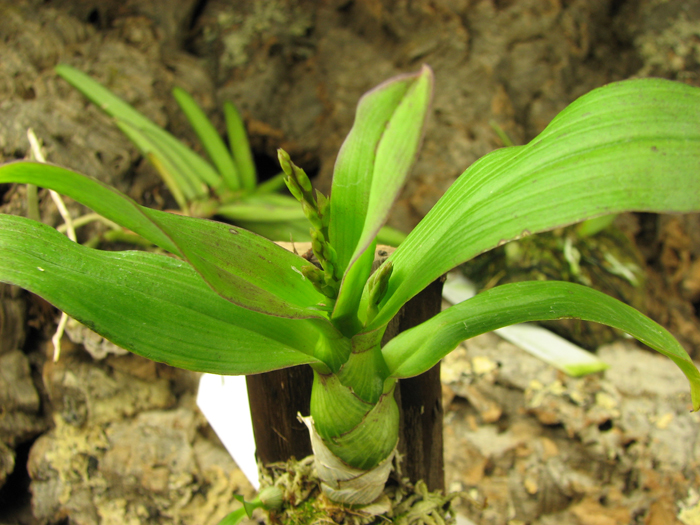 Dendrobium peguanum.jpg