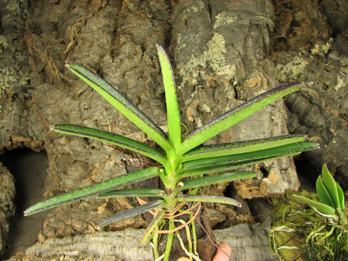 Ascocentrum miniatum.jpg