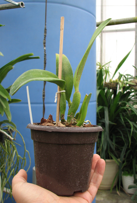 Pot Angel Kiss 'No 5'.jpg