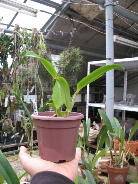 Cattleya amethystoglossa dark spots x sib.jpg