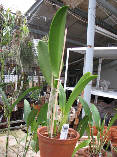 Brassolaeliocattleya Ports of Paradise Green.jpg