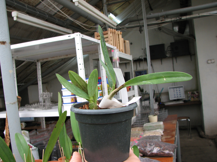 Laeliocattleya Chian Tzy Guiding 'Red Charm'.jpg