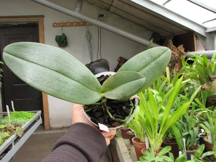 Phalaenopsis stuartiana puntatissima x gigantea.jpg