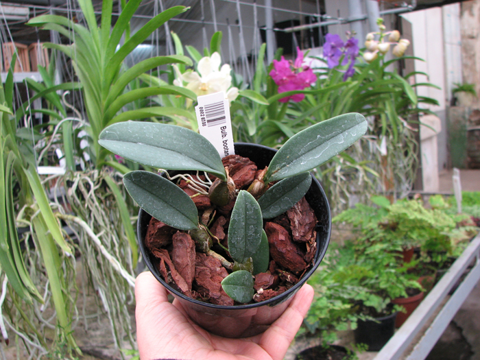 Bulbophyllum bootanoides.jpg