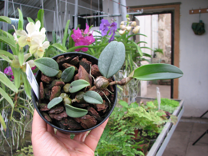 Bulbophyllum frostii.jpg