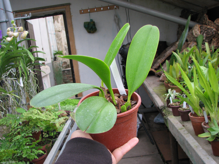 Bulbophyllum grandiflorum.jpg