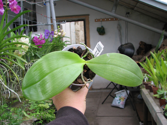 Phalaenopsis gigantea x sumatrana south Thailand.jpg