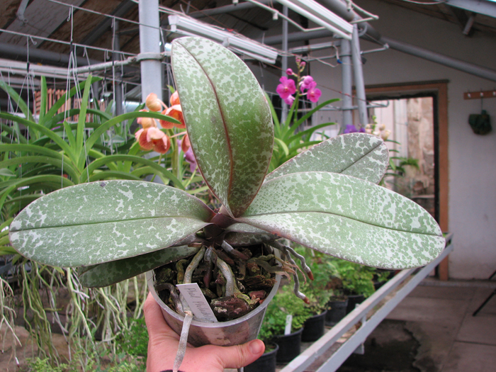 Phalaenopsis Philadelphia (schilleriana x stuartiana).jpg