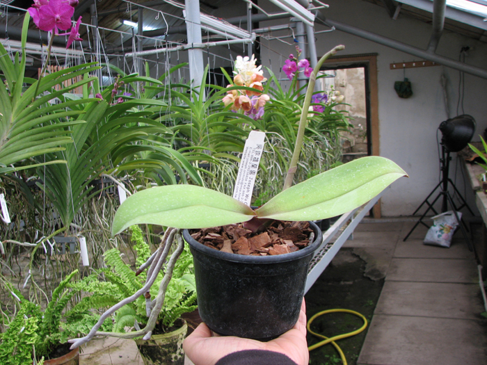 Doritaenopsis Tiny Honey.jpg