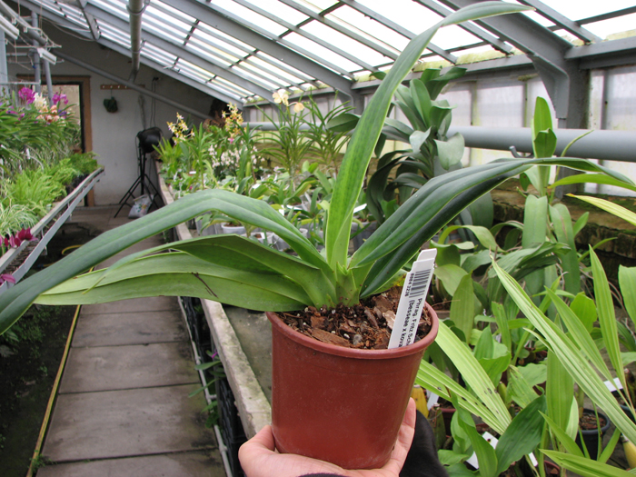 Phragmipedium Fritz Schomburg (besseae x kovachii).jpg
