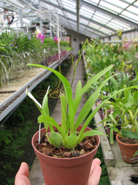 Oncidium Twinkle 'CT Flamingo'.jpg