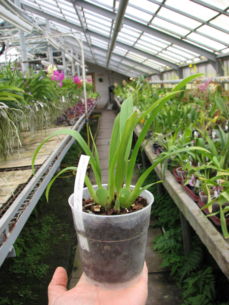 Oncidium Twinkle 'CT White Strong'.jpg