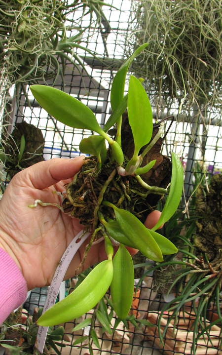 Laelia dayana coerulea 'Chojamaru' x SELF.jpg