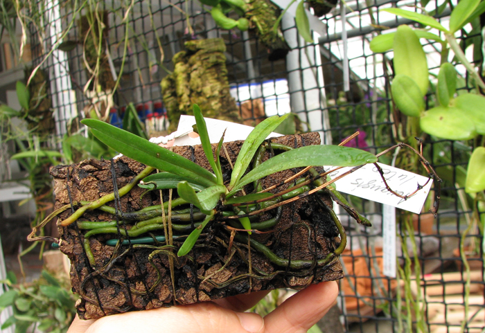 Aerangis rhodosticta.jpg