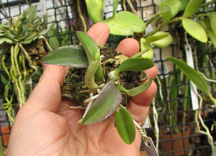 Sophronitis brevipedunculata.jpg