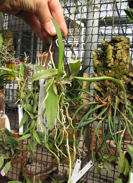 Sophrocattleya Pearllouis (Cattleya bicolor alba x Sophronitis coccinea).jpg