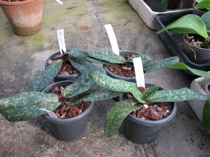 Paphiopedilum bellatulum.jpg